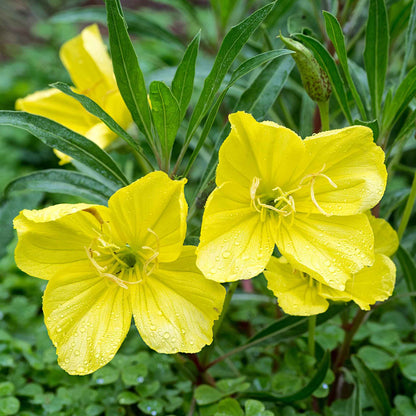 Close-up of a vibrant yellow Missouri Primrose flower with green foliage in soft focus.
