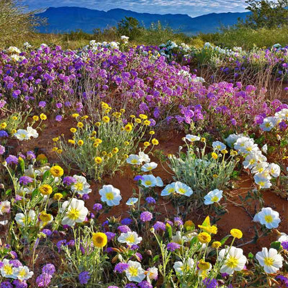 Pink Pale Evening Primrose flower with yellow center surrounded by green leaves
