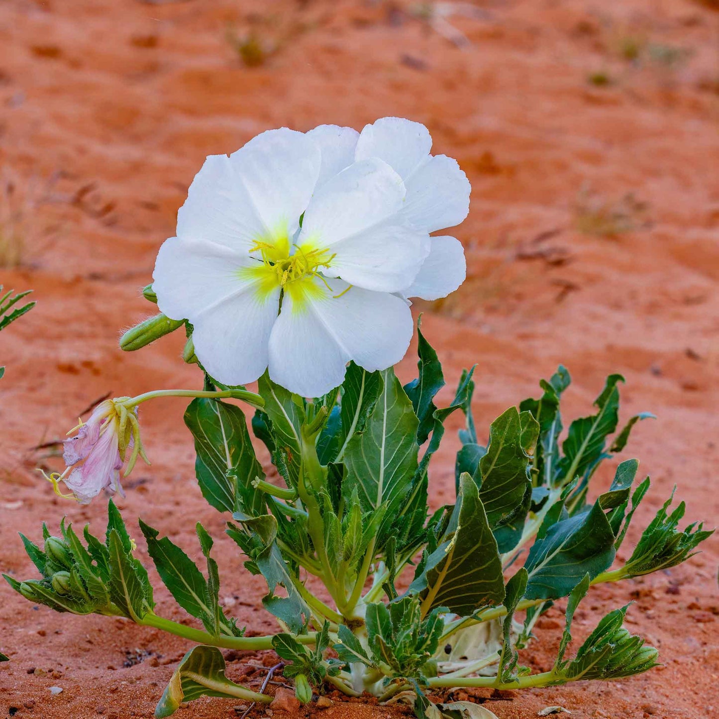 White Pale Evening Primrose with green leaves on a sandy reddish background