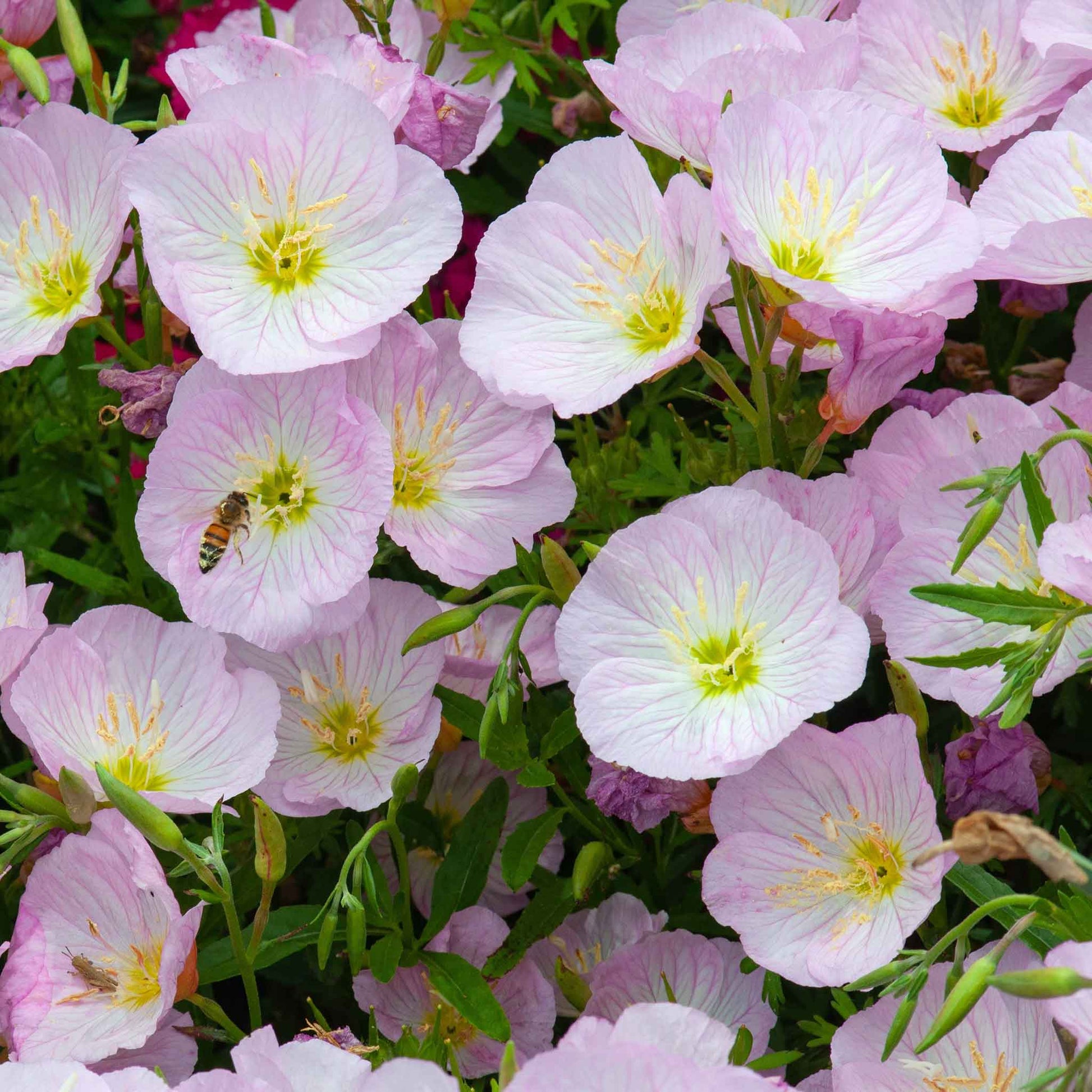 Pink Showy Evening Primrose flower cluster against a soft blurred background