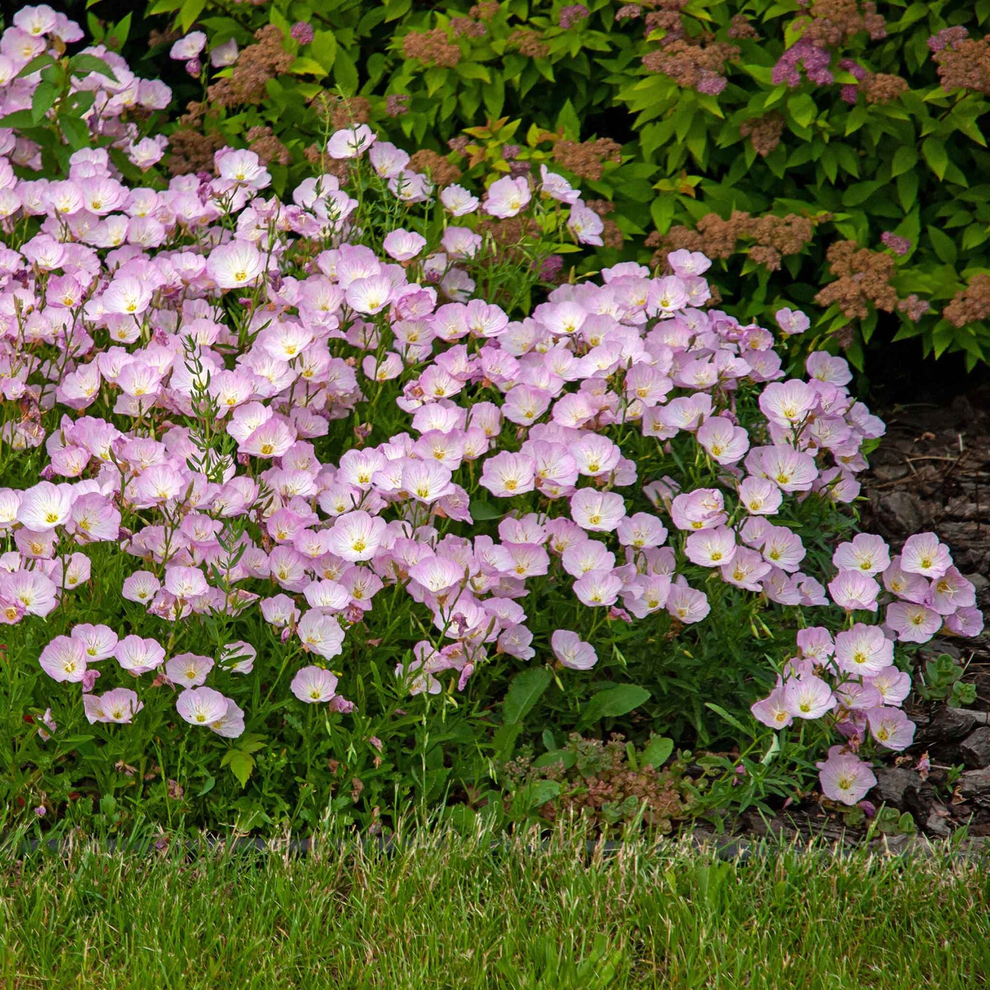 Single pink Showy Evening Primrose with yellow center on blurred green background