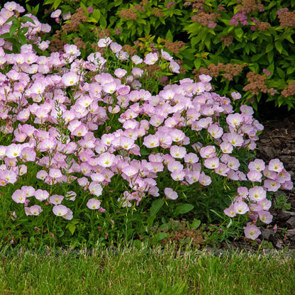 Single pink Showy Evening Primrose with yellow center on blurred green background