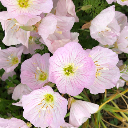 Pink Showy Evening Primrose close-up with blurred green background