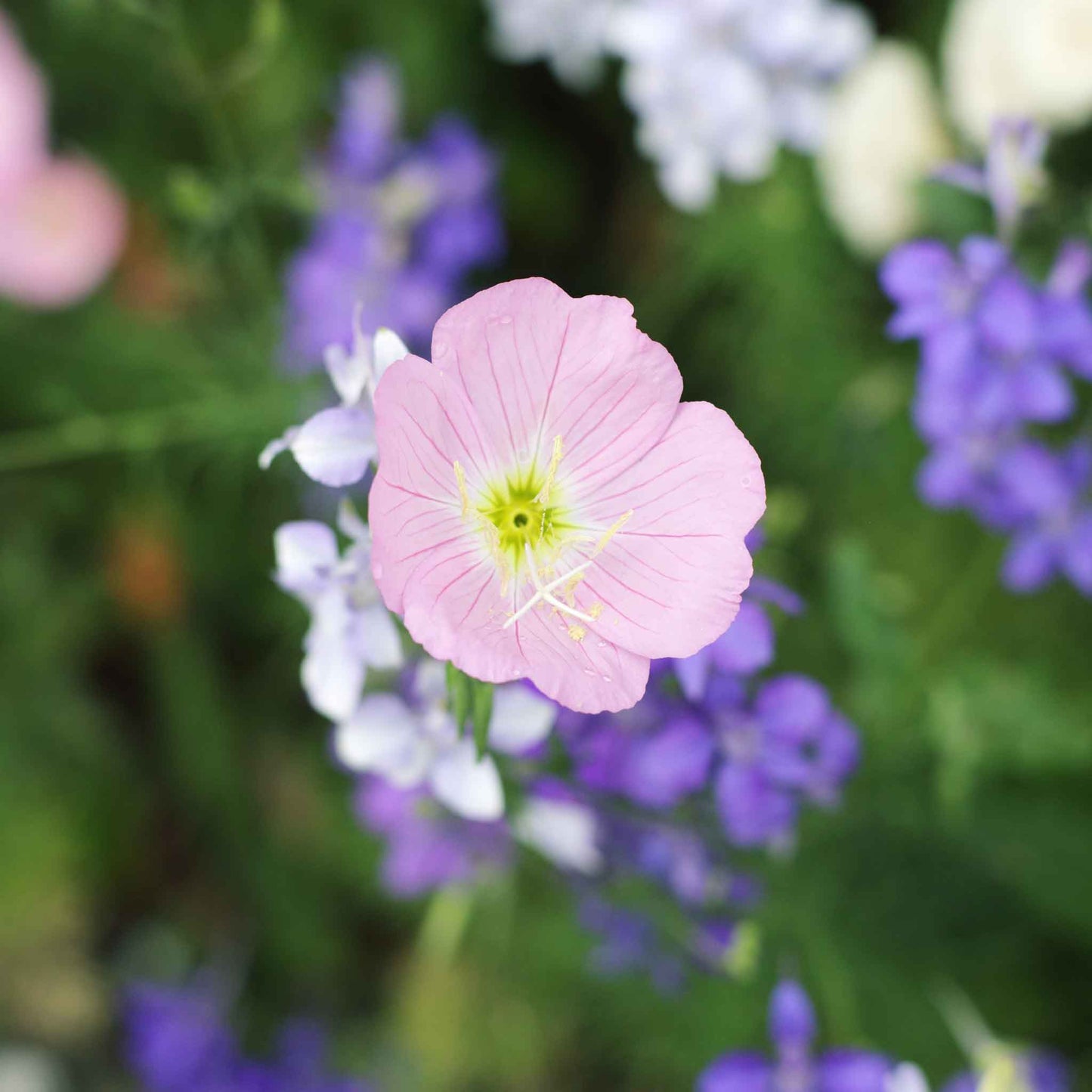Pink Showy Evening Primrose blooms with yellow centers on a leafy green stem