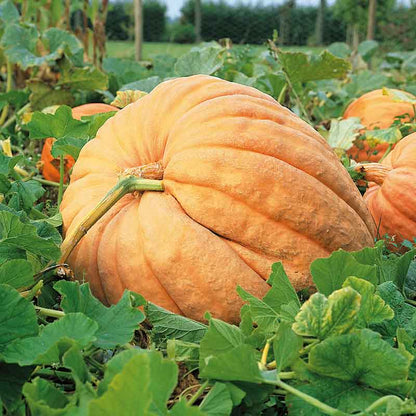 A very large, oblong, orange Atlantic Giant pumpkin with distinct ribs and a short, thick stem.