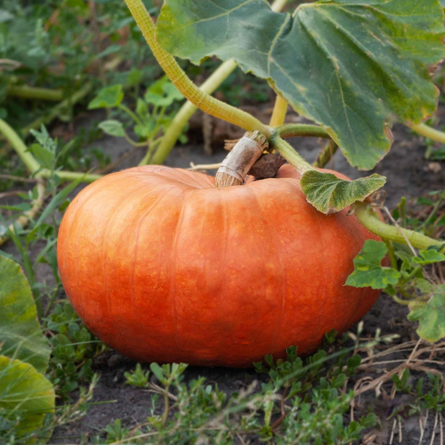 A small Cinderella pumpkin growing on a vine.
