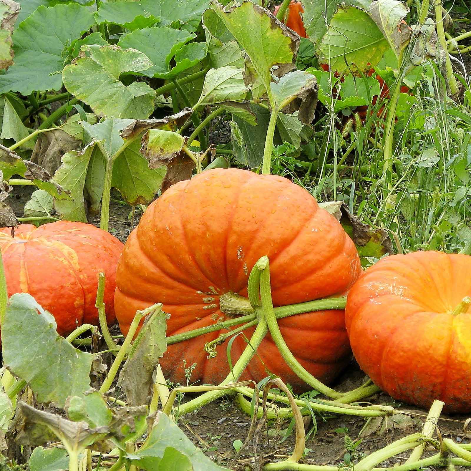Three Cinderella pumpkins growing on a vine in a field.