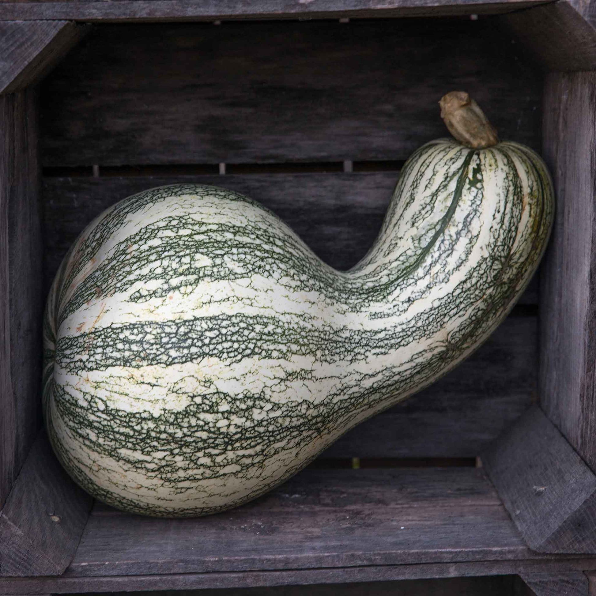 A Cushaw Green-Striped pumpkin with distinctive green and white stripes rests on a grey surface.