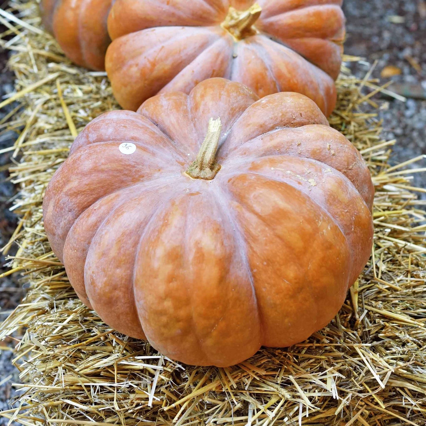 A single, medium-sized, Fairytale pumpkin with deep ridges and a short, dark green stem, against a straw background.