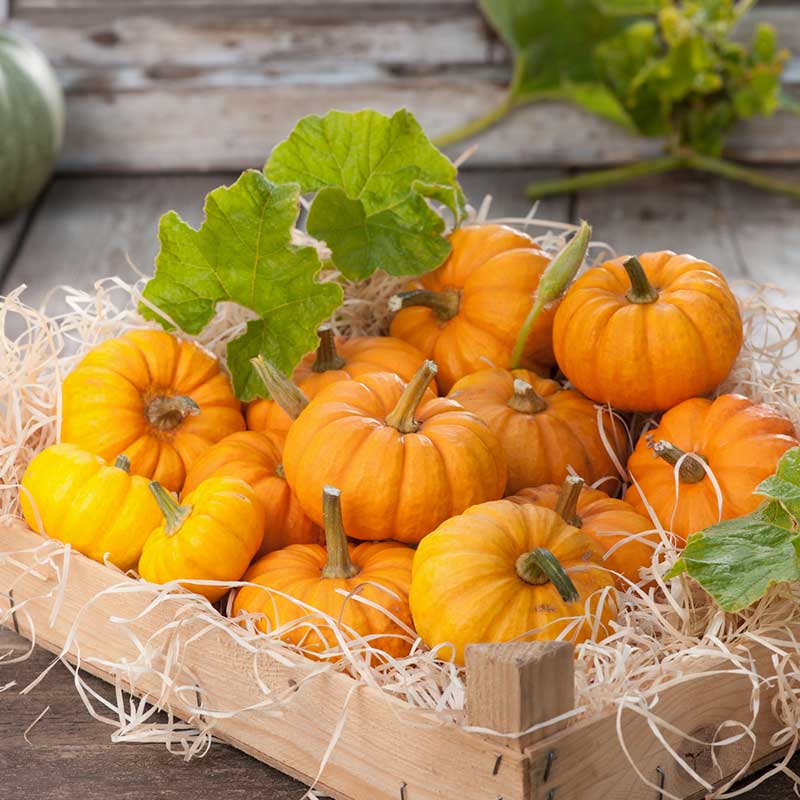 Several small, orange Jack Be Little pumpkins in a shallow box. | copyright: Floramedia UK Ltd
