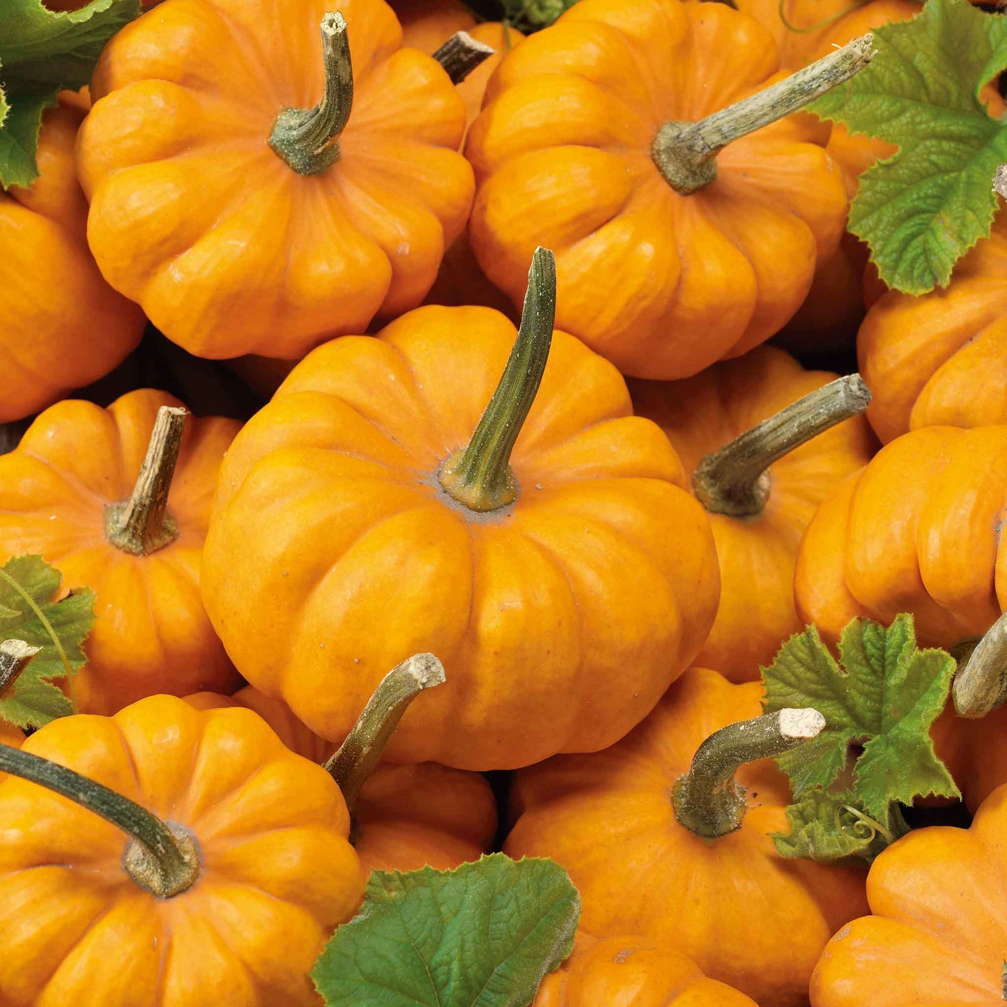 Several small, orange Jack Be Little pumpkins piled on each other.