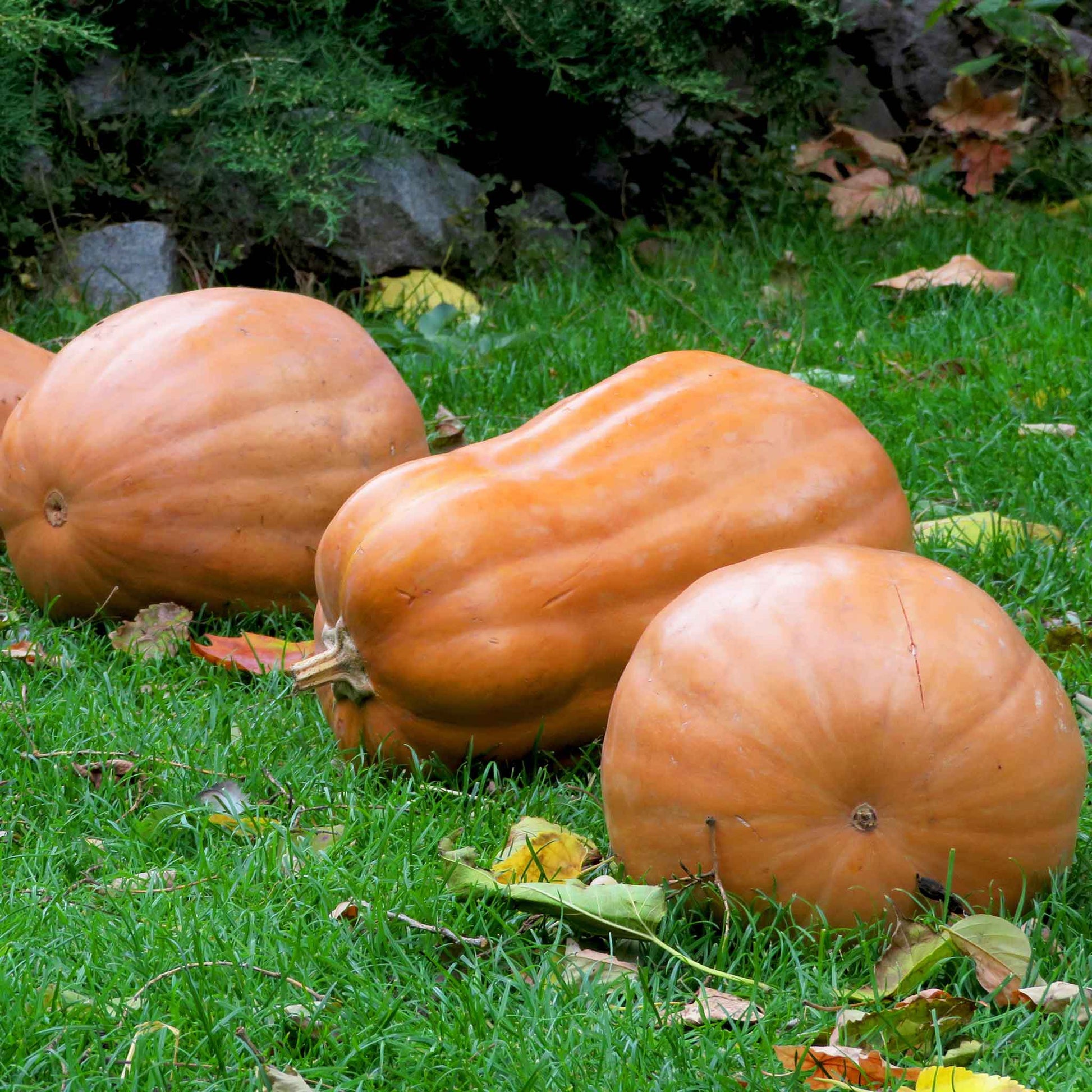 A large, ribbed, Kentucky Field pumpkin with a short, thick stem sits in a field of green plants.