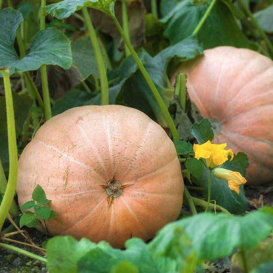 A large, ribbed, golden-orange Mammoth Gold pumpkin with a green stem, resting in a field.