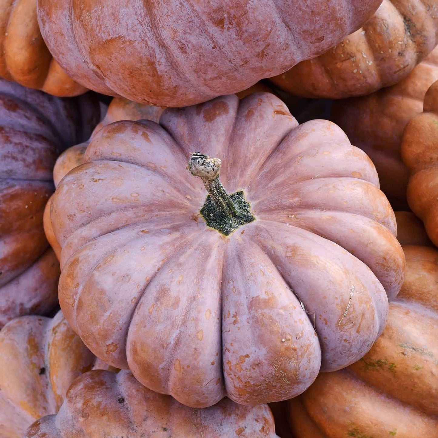 A large, flattened, ribbed, brownish-orange Musquee de Provence pumpkin with a dark green stem.