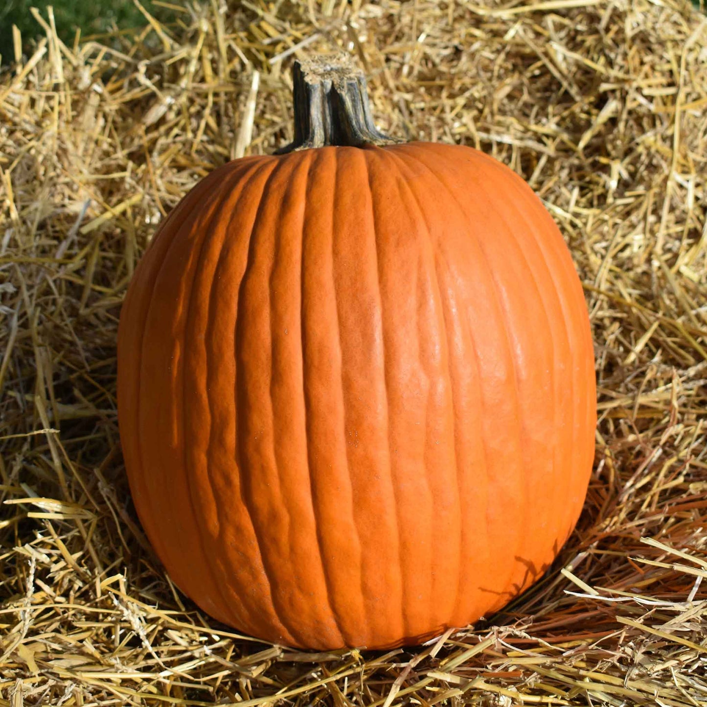 A Jack O'Lantern pumpkin with a vibrant orange color on a ground full of hay.