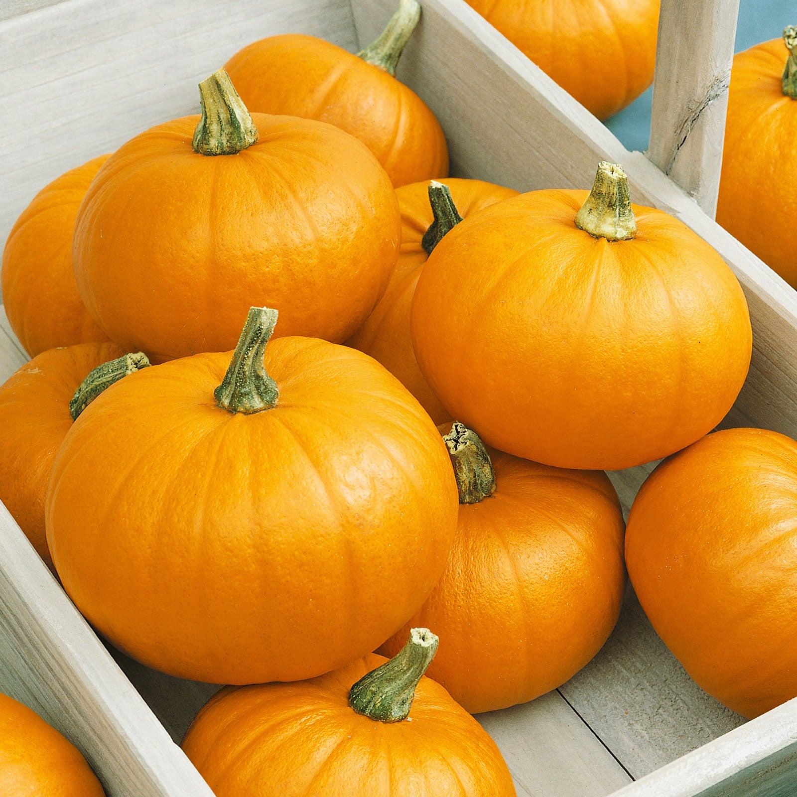 A shallow box of Spookie pumpkins with orange skin and green stems.