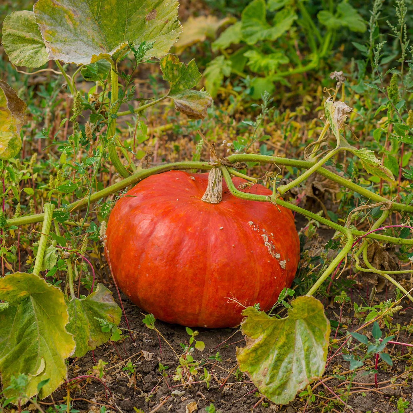 A single, vibrant red Rouge Vif d'Etampes pumpkin with deep ridges on the ground attached to a vine.