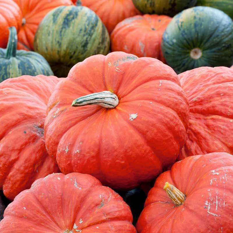 A vivid red Rouge Vif d'Etampes pumpkin with deep ribs and a green stem piled up. | copyright: Floramedia UK Ltd