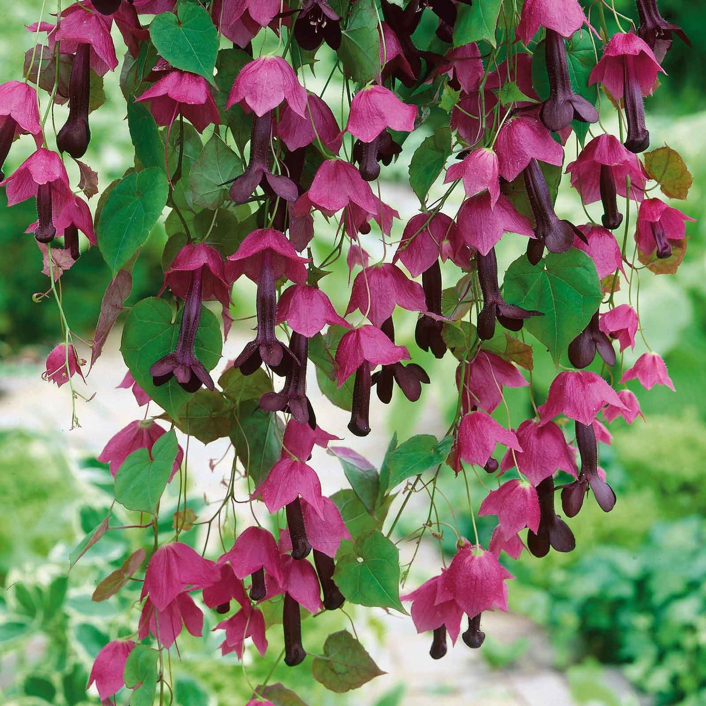 Vibrant purple bell vine flowers hanging from thin stems on a climbing vine with green leaves.