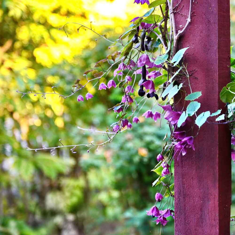 Vibrant purple bell vine flowers hanging from a thin vine with heart-shaped green leaves.