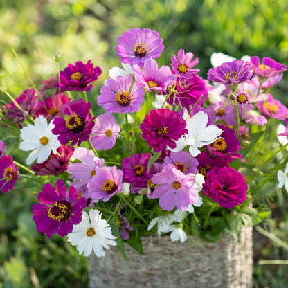 A bouquet of the variety of colors in the Purple Rain - Purple & White Flower Seed Mix