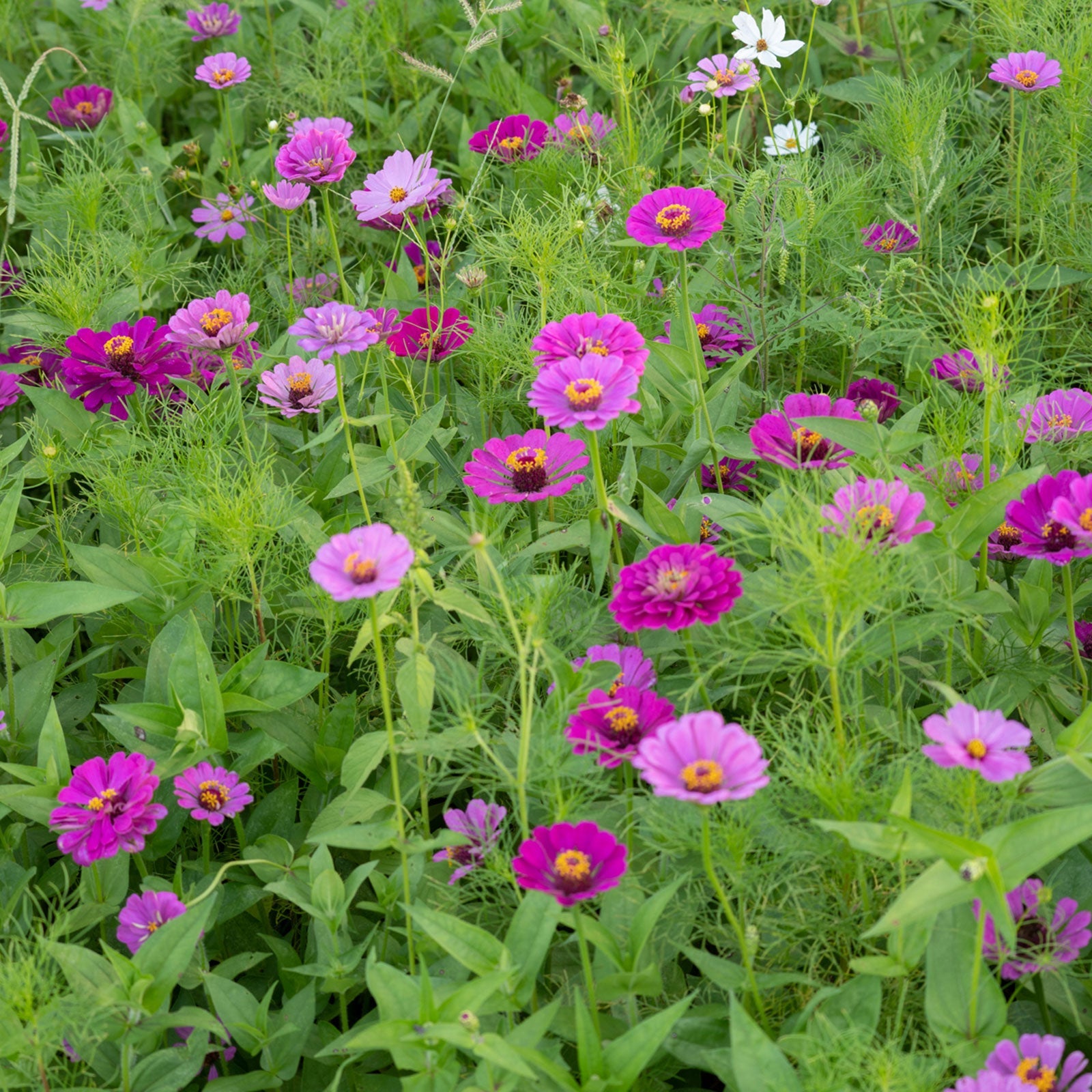 A view of the variety of colors in the Purple Rain - Purple & White Flower Seed Mix