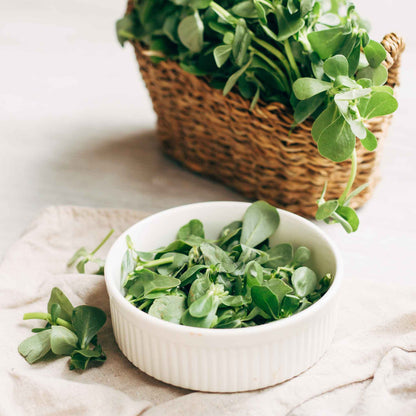 Close-up of a green purslane plant with small, rounded leaves in a basket and white bowl.