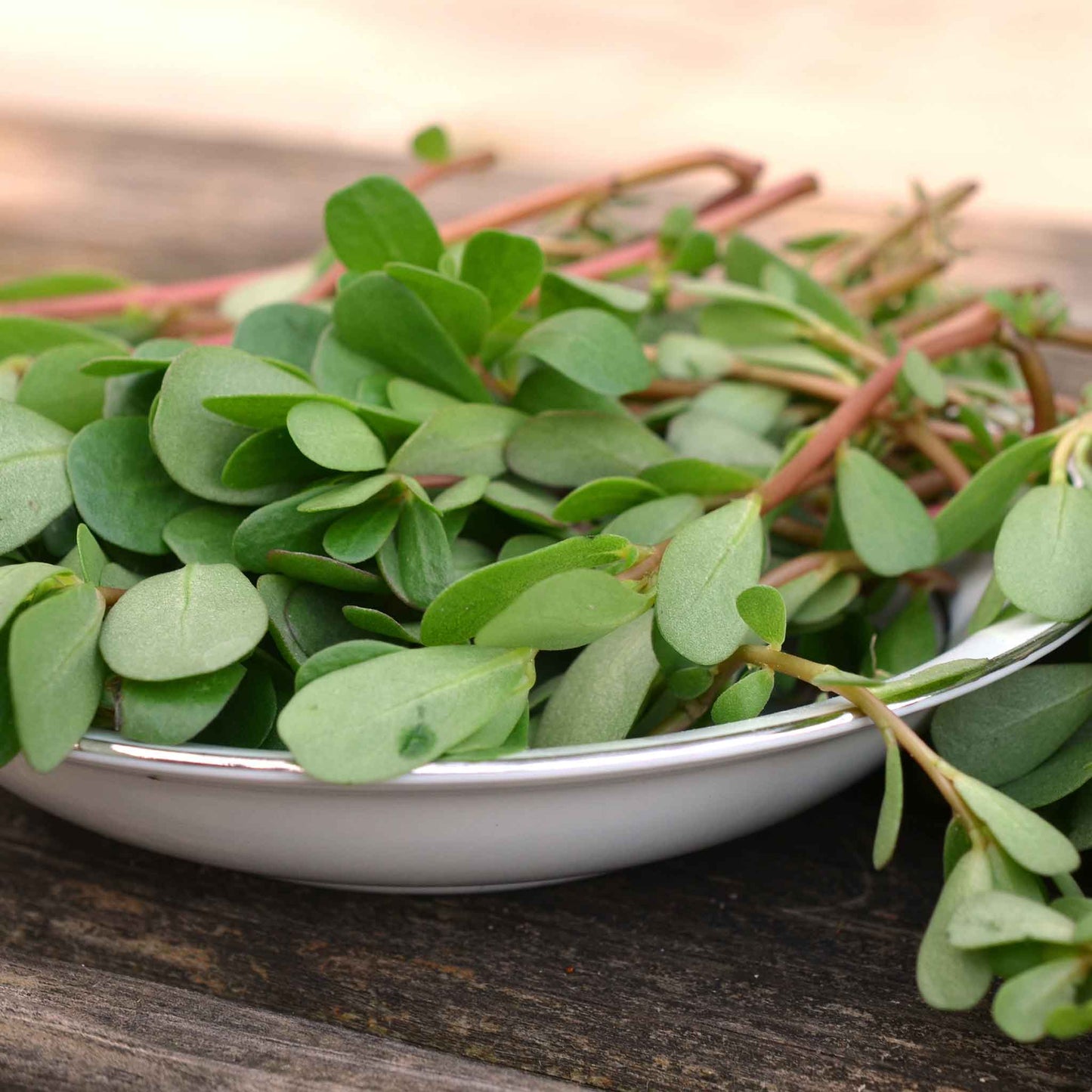 A close-up shot of green purslane leaves and stems in a white bowl.