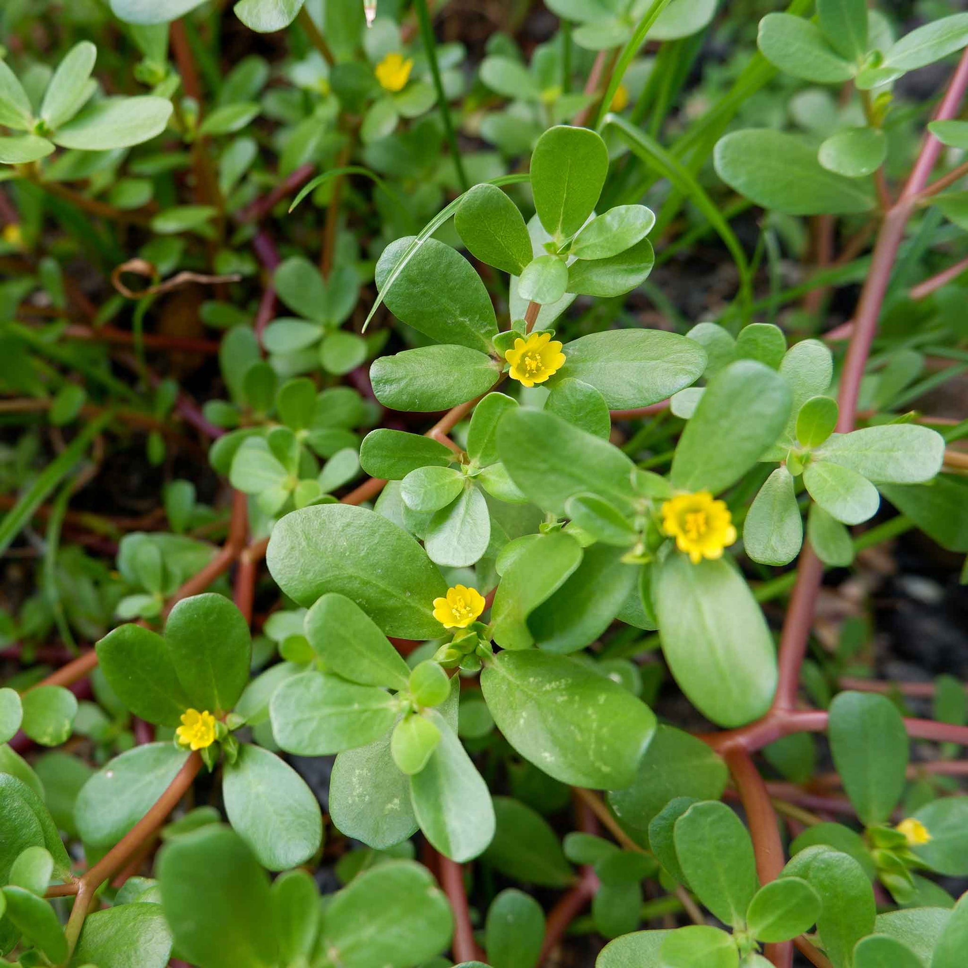 Close-up of vibrant green purslane leaves, showing their succulent texture and reddish stems.
