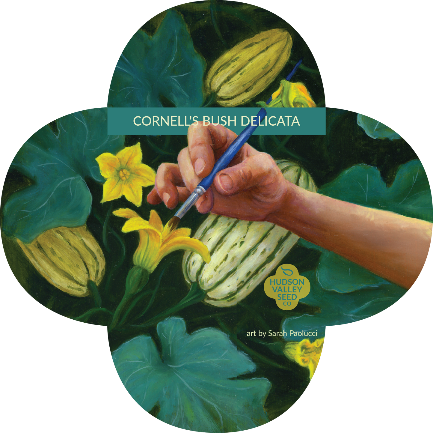 Cornell's Bush Delicata Seedlings