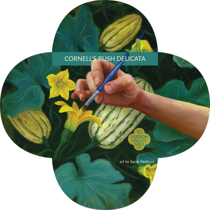 Cornell's Bush Delicata Seedlings