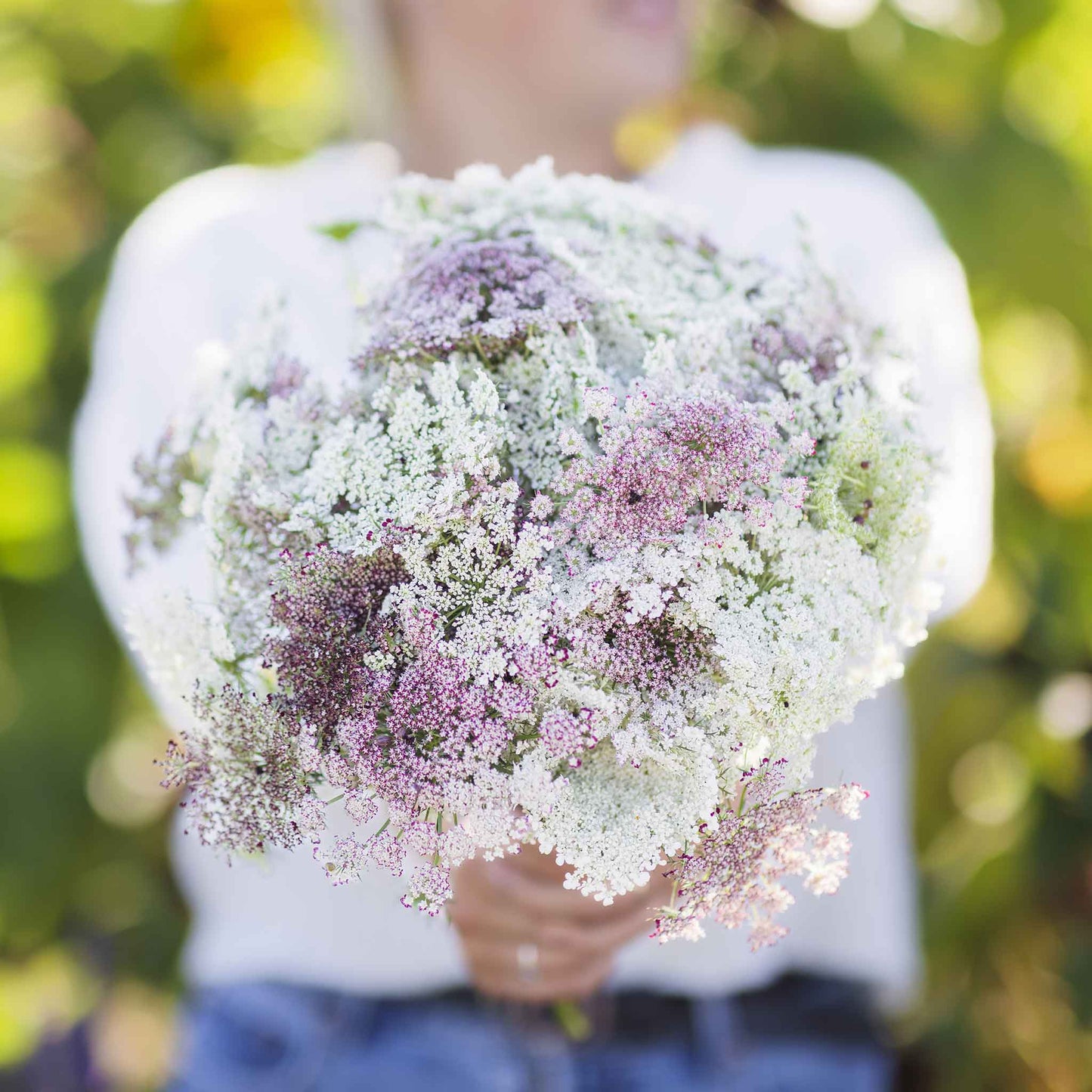 White Queen Anne's Lace blossoms with a green stem on a blurred light background