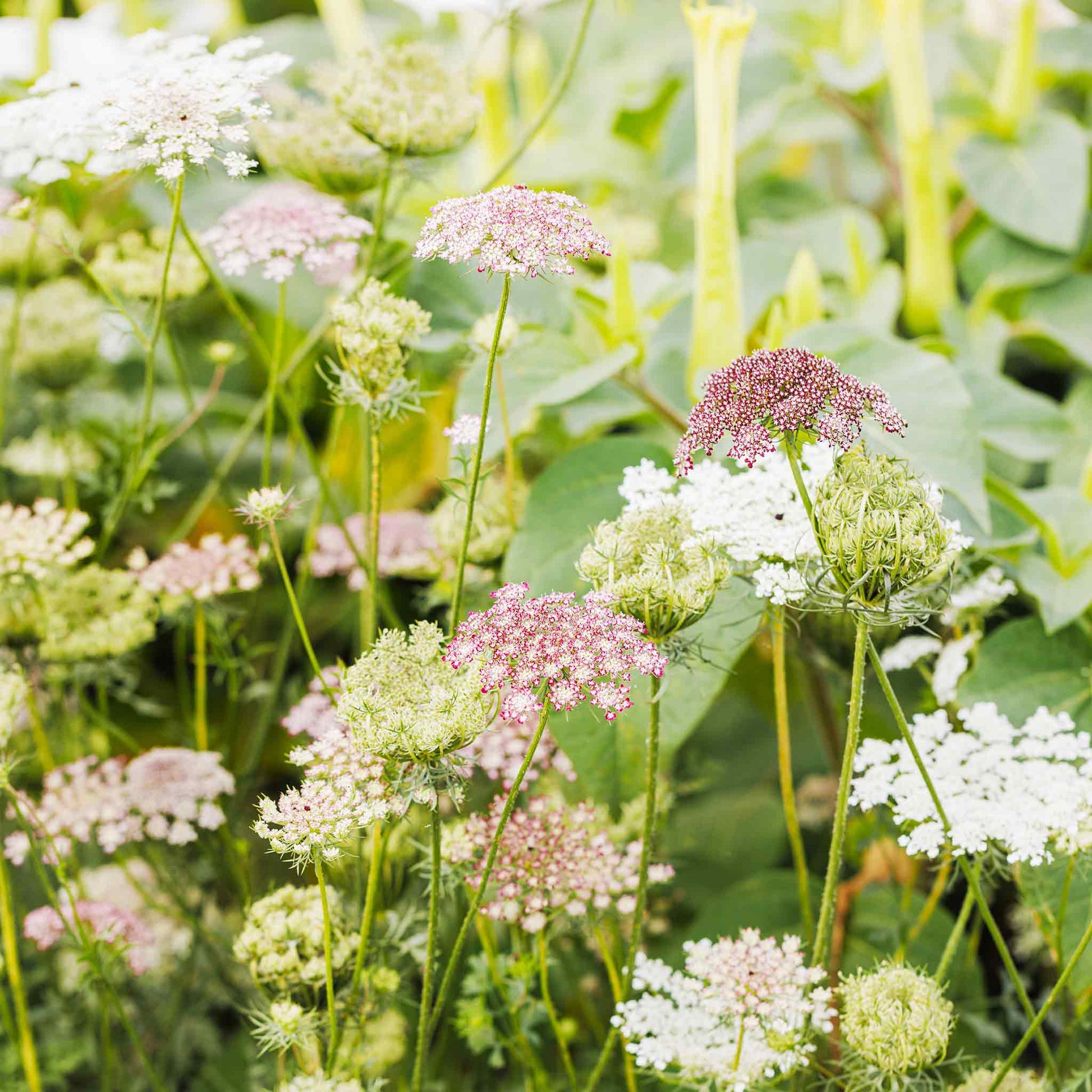 White and purple Chocolate Lace Flower blooms against a bright green garden background