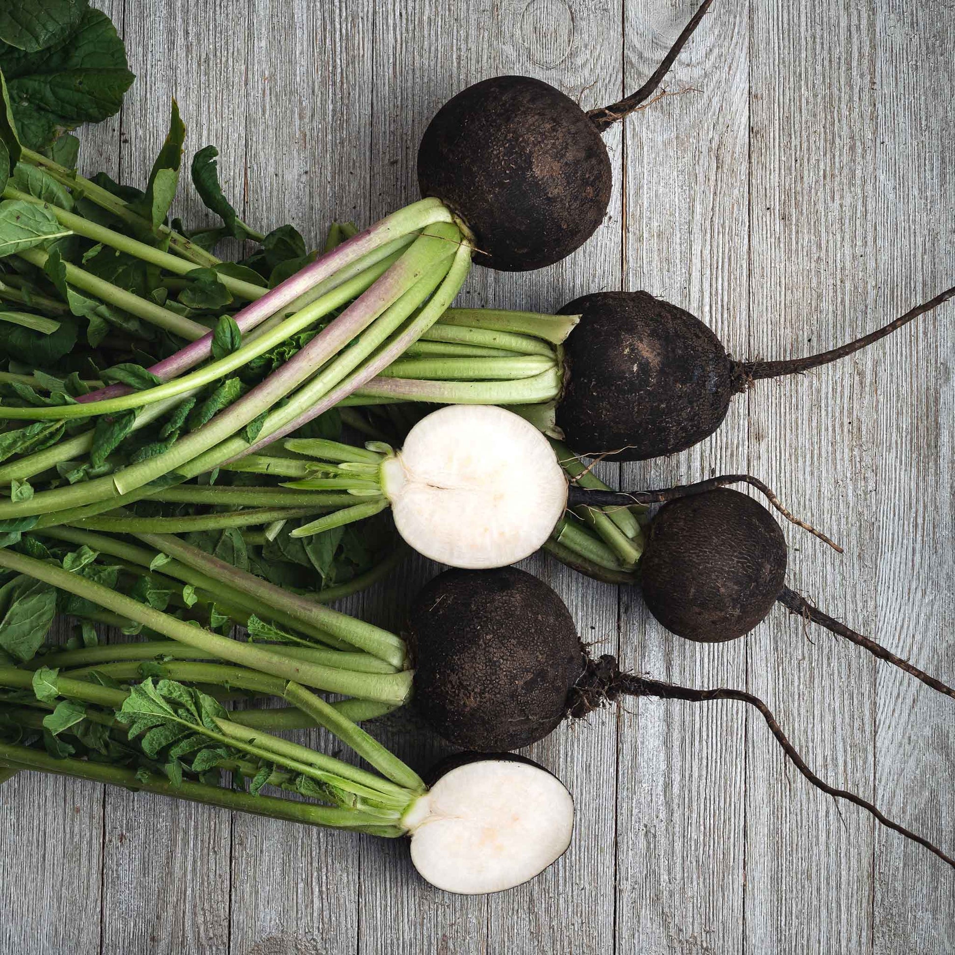 Dark-skinned, Black Spanish Round radish with a white interior.