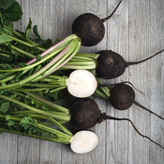 Dark-skinned, Black Spanish Round radish with a white interior.
