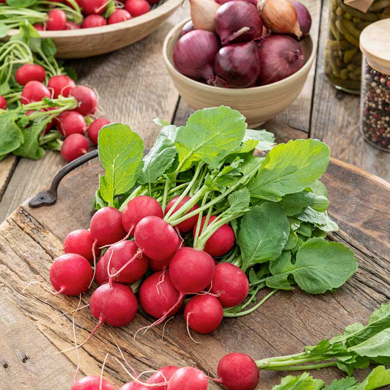 A bunch of vibrant red Champion radishes with green stems and leaves. | copyright: Floramedia UK Ltd