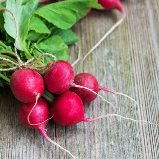 A close-up of a Champion radish with a short green stem and roots, displayed against a wooden background.