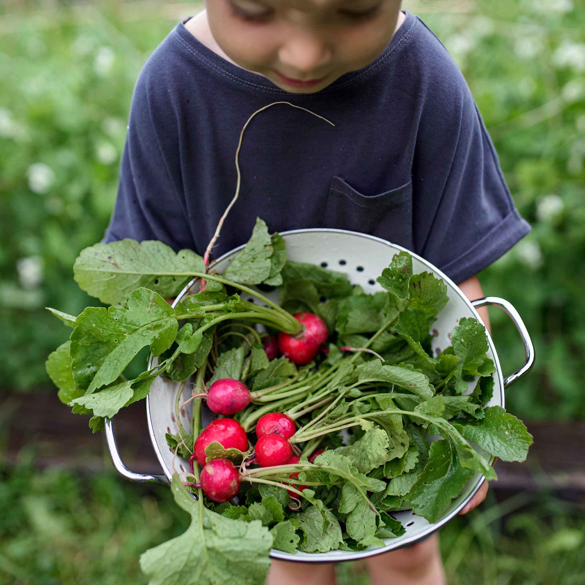 Cherry Belle radishes in metal collander after being picked.