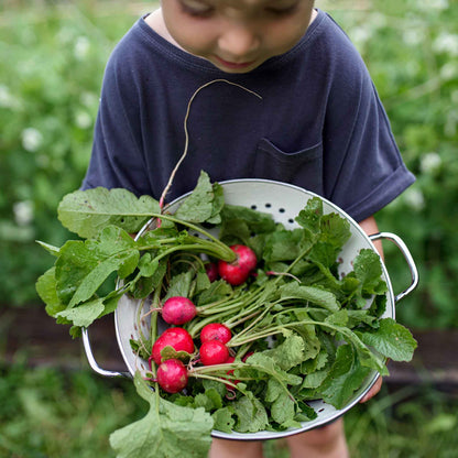 Cherry Belle radishes in metal collander after being picked.
