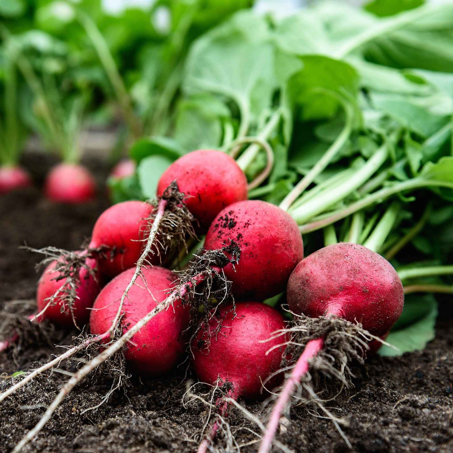 A bunch of red Comet Radishes freshly harvested with green leaves. 