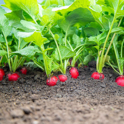 A red Comet radish, partially emerged from brown soil.