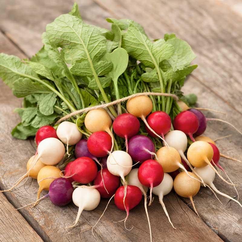 Colorful Easter Egg radishes showing a variety of color and green leaves. | copyright: Floramedia UK Ltd