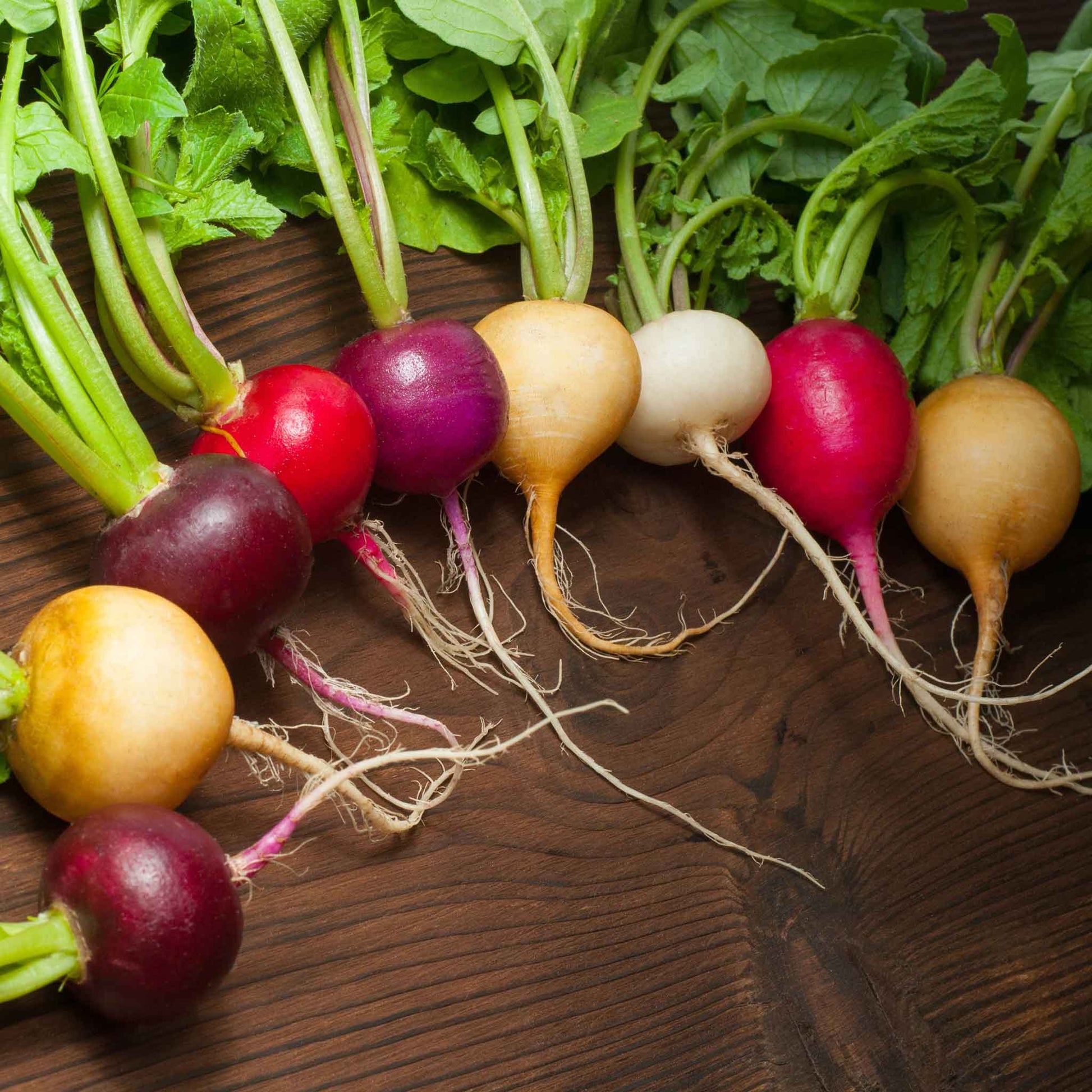 Colorful Easter Egg radishes showing a variety of color and green leaves.