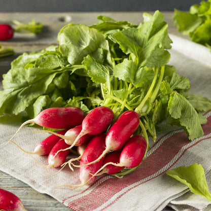 A bunch of French Breakfast radishes with elongated, cylindrical roots.