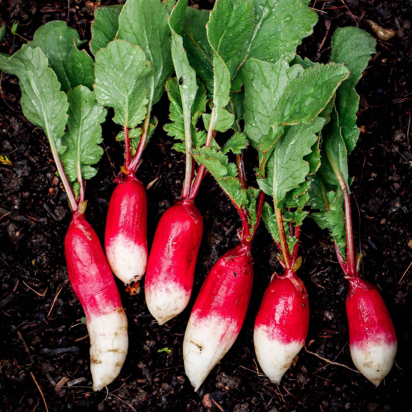 A shot of a cluster of vibrant red French Breakfast radishes with long white tips and green leafy tops.