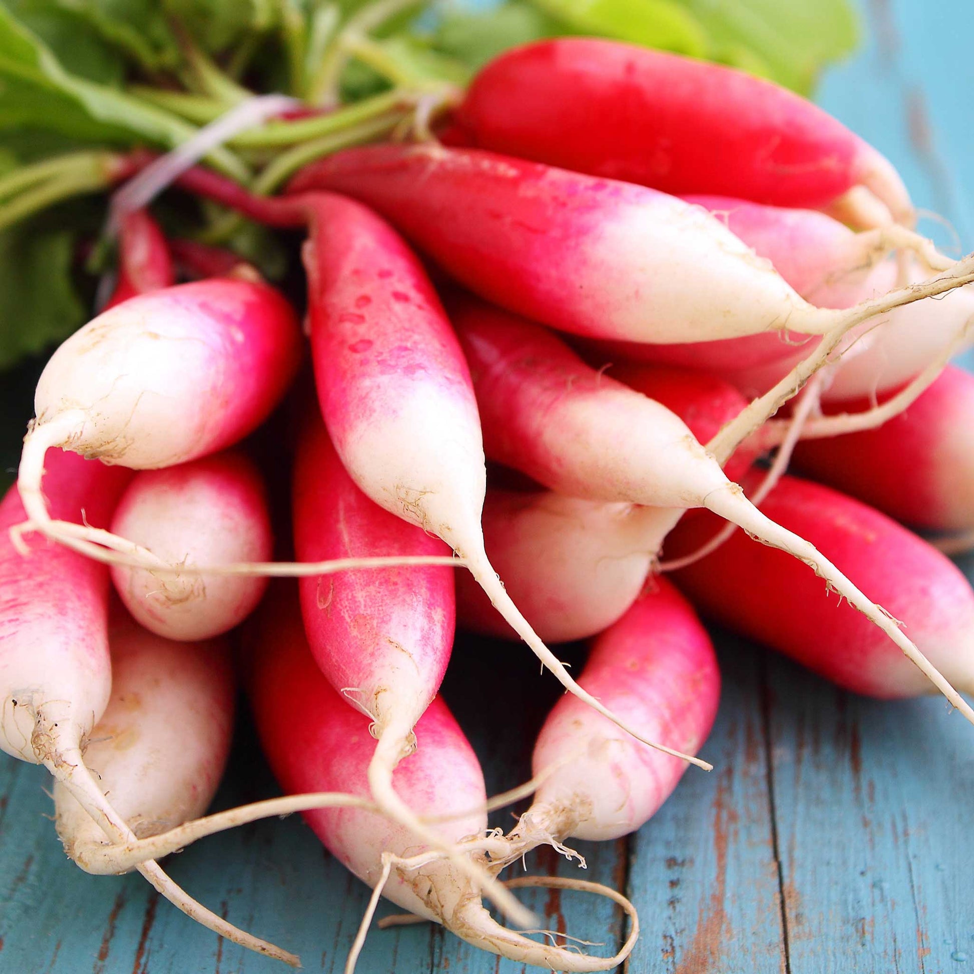 A bunch of French Breakfast radishes with elongated, cylindrical roots.