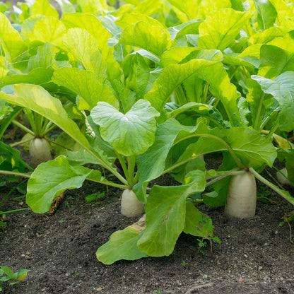 Several long, white Japanese Minowase Daikon radishes with green tops growing in the ground.