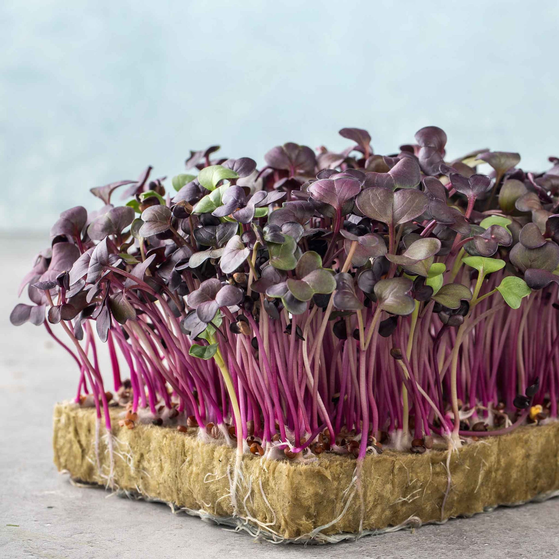 Up close view of Radish microgreen rambo growing showing the redish purple stems and leaves