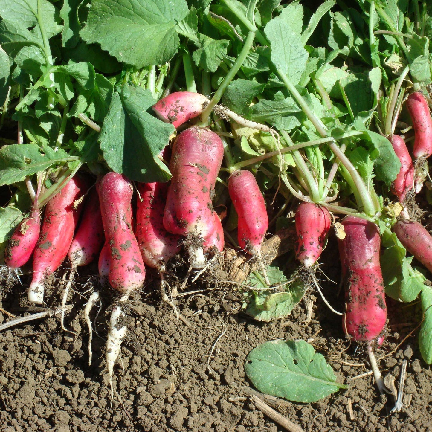 A bunch of French Breakfast radishes with elongated red roots transitioning to white tips, partially covered in soil.