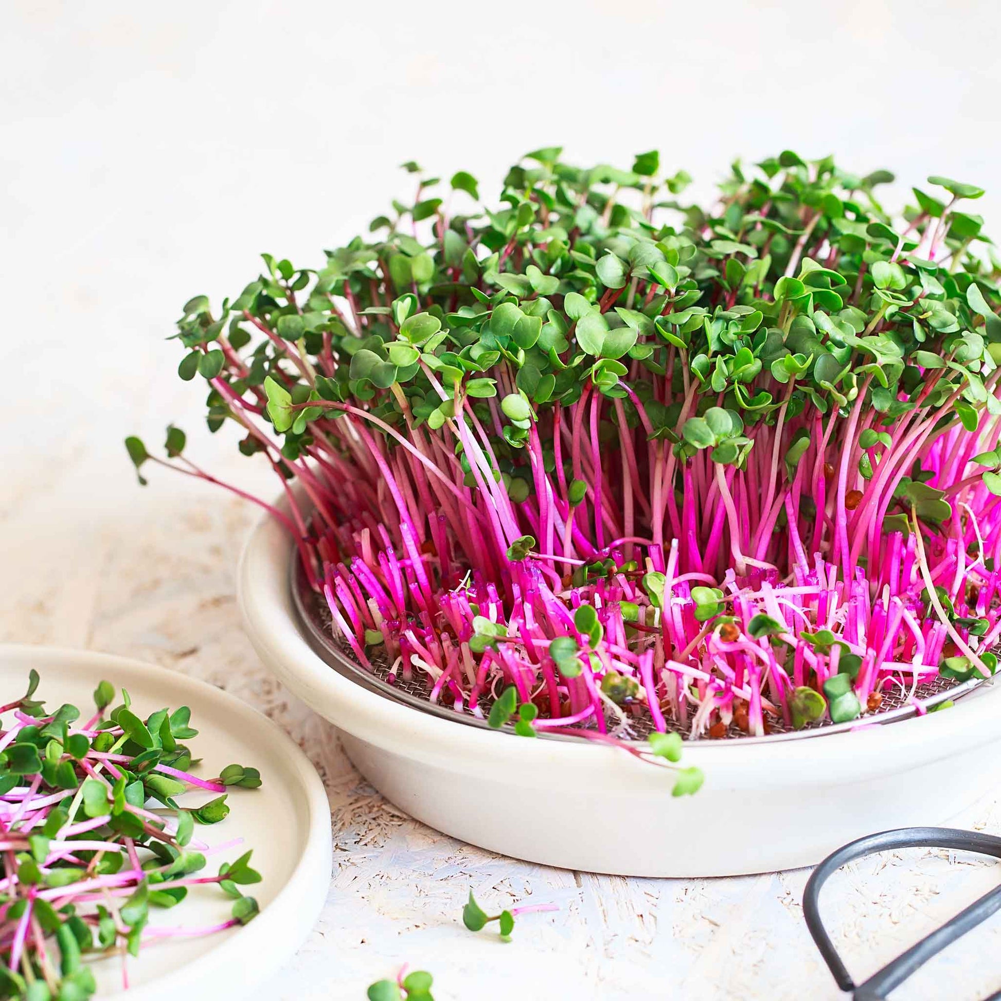 Red Arrow radishes sprouting and in the microgreen stage.